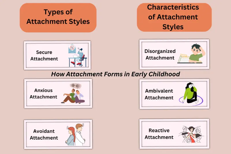 how attachment forms in early childhood